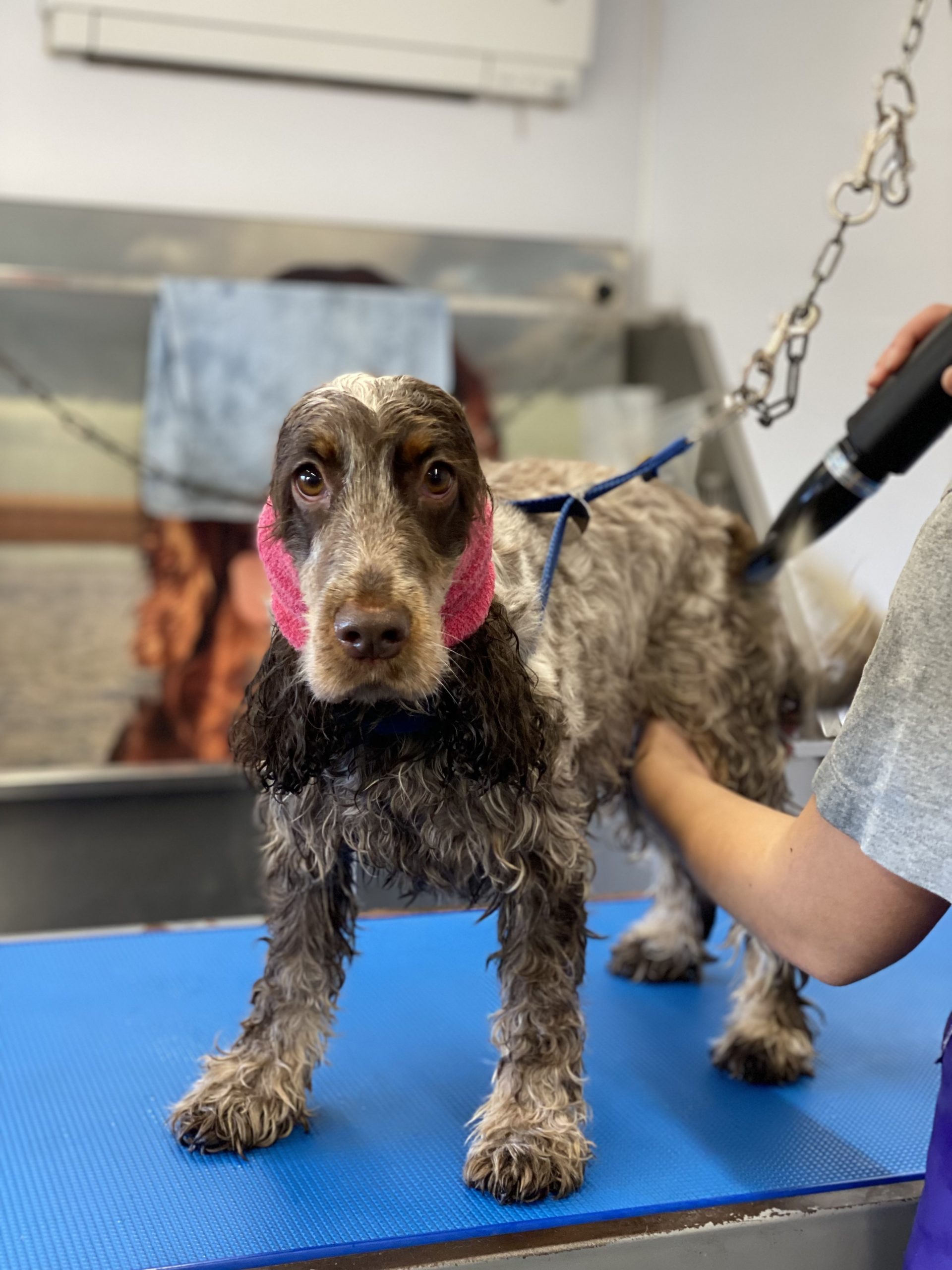how to become a dog groomer