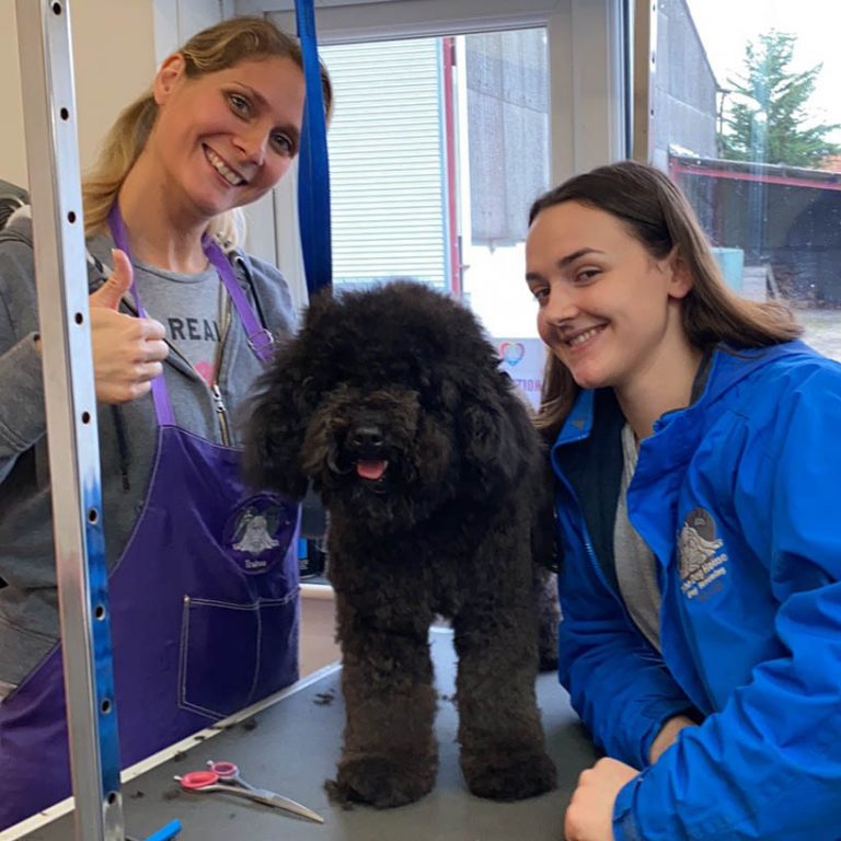 how to become a dog groomer