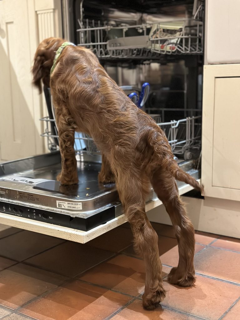 puppy in dishwasher
