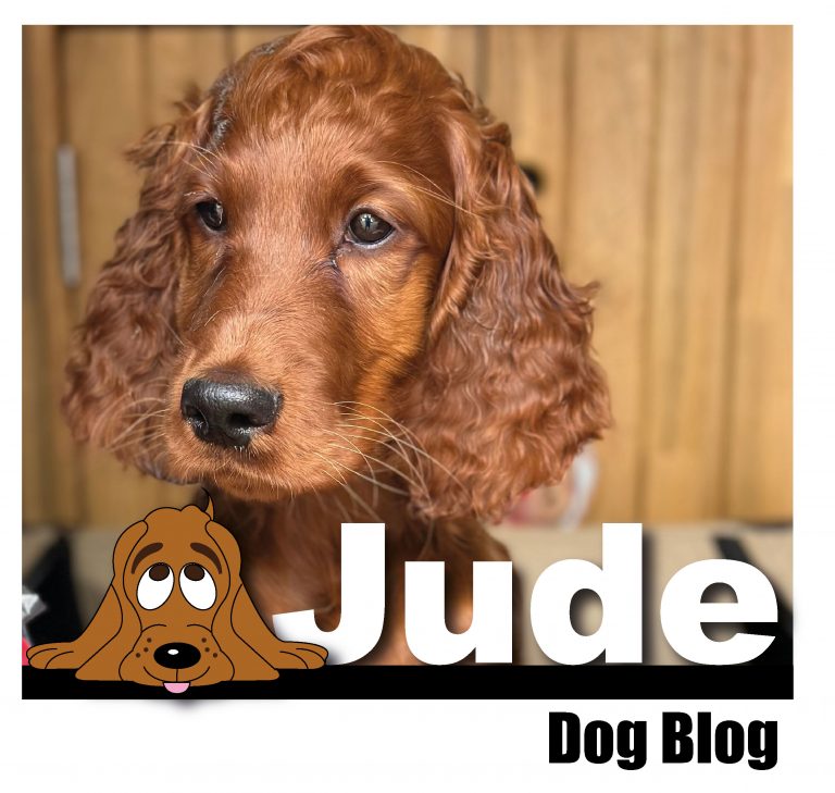 Jude Dog blog