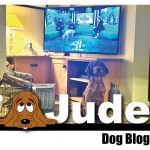 Jude dog